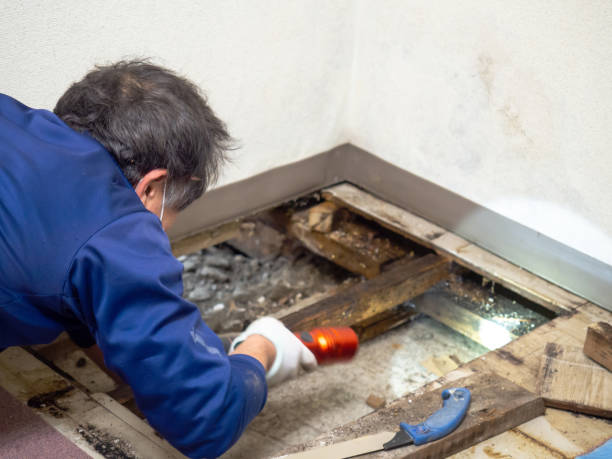 Best Mold Removal Company Near Me  in Grandview Plaza, KS