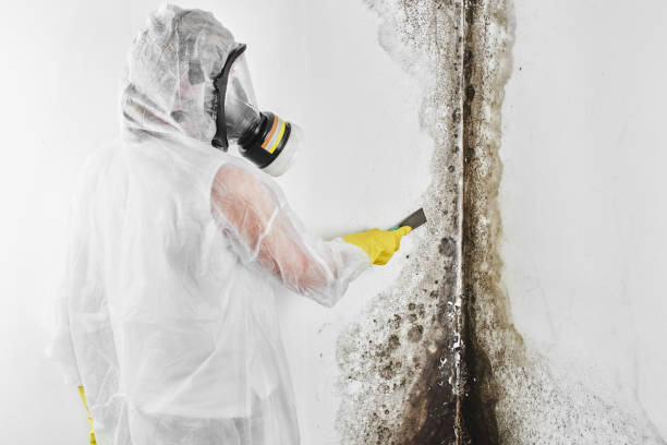 Best Certified Mold Removal  in Grandview Plaza, KS