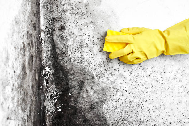 Best Mold Damage Repair  in Grandview Plaza, KS