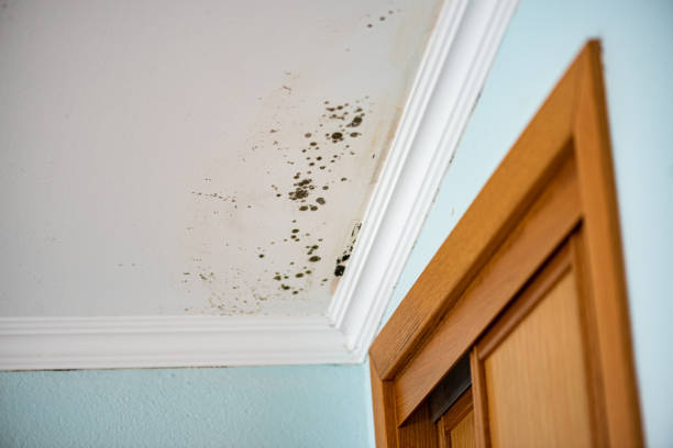 Mold Removal and Inspection in Grandview Plaza, KS
