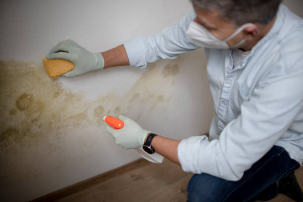 Grandview Plaza, KS Mold Removal Company