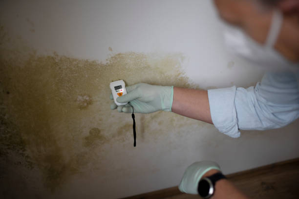 Best Attic Mold Removal  in Grandview Plaza, KS