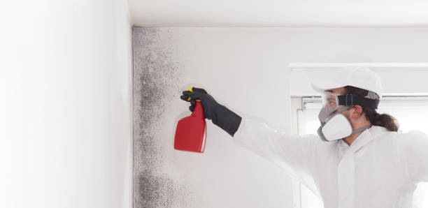 Best Mold Damage Repair  in Grandview Plaza, KS