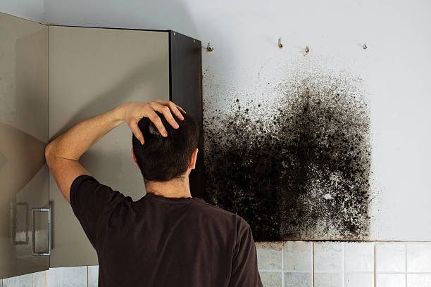 Best Fast Mold Removal  in Grandview Plaza, KS