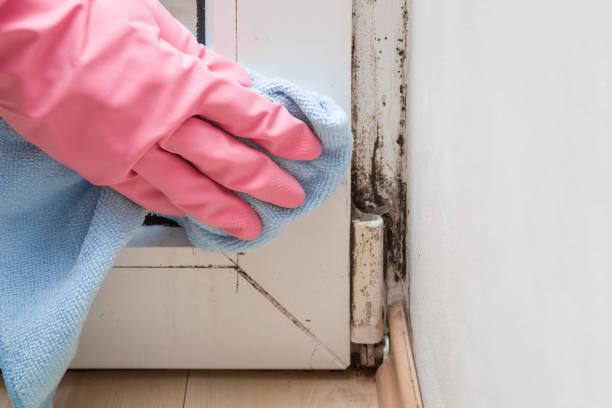 Best Mold Removal Near Me  in Grandview Plaza, KS