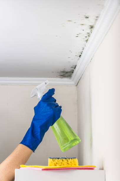 Attic Mold Removal in Grandview Plaza, KS
