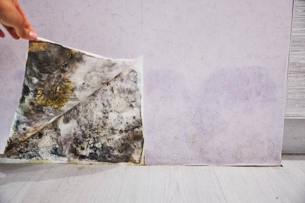 Best Emergency Mold Removal  in Grandview Plaza, KS